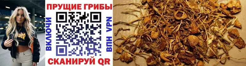 Псилоцибиновые грибы GOLDEN TEACHER  Багратионовск 
